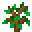 Oak Sapling