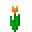 Orange Tulip