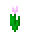 Pink Tulip
