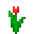 Red Tulip